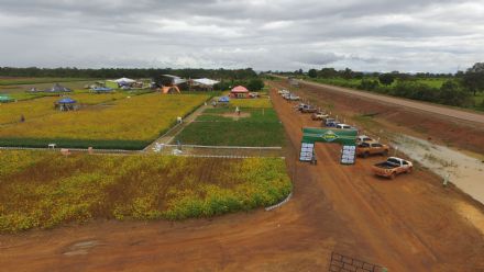 IV DIA DE CAMPO XINGU PESQUISA