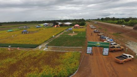 IV DIA DE CAMPO XINGU PESQUISA