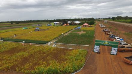 IV DIA DE CAMPO XINGU PESQUISA