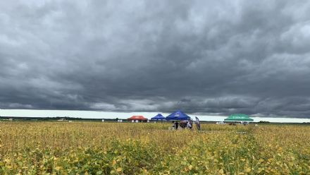 IV DIA DE CAMPO XINGU PESQUISA