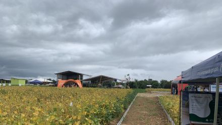 IV DIA DE CAMPO XINGU PESQUISA