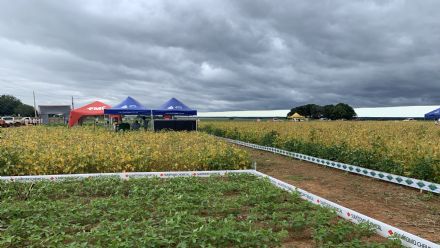 IV DIA DE CAMPO XINGU PESQUISA