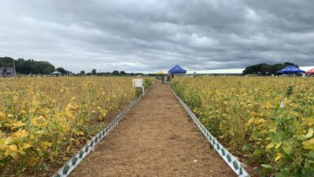 IV DIA DE CAMPO XINGU PESQUISA