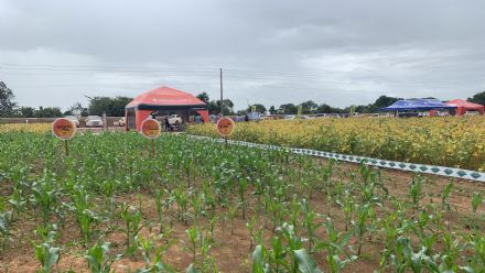 IV DIA DE CAMPO XINGU PESQUISA