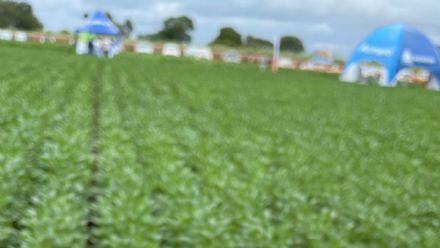 V DIA DE CAMPO XINGU PESQUISA E CONSULTORIA AGRON�MICA - 2022