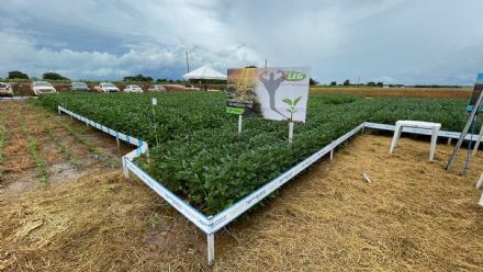 V DIA DE CAMPO XINGU PESQUISA E CONSULTORIA AGRON�MICA - 2022