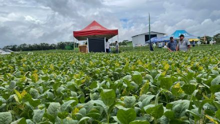 V DIA DE CAMPO XINGU PESQUISA E CONSULTORIA AGRON�MICA - 2022