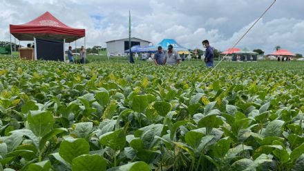 V DIA DE CAMPO XINGU PESQUISA E CONSULTORIA AGRON�MICA - 2022