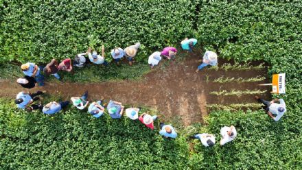 DIA DE CAMPO SUPREMA AGRO - CONFRESA
