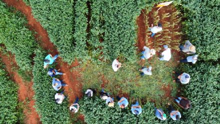 DIA DE CAMPO SUPREMA AGRO - CONFRESA
