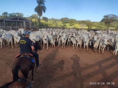Seguran�a P�blica atua de forma conjunta para coibir furto de gado na regi�o do Araguaia