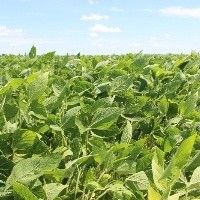 Soja cai no Brasil com aus�ncia da China