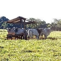 Benef�cios da inclus�o de �cidos graxos essenciais na dieta de bovinos