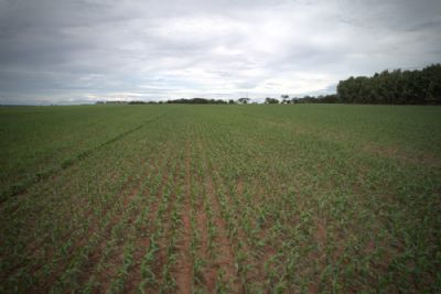 Aprosoja MT envia contribui��es para elabora��o do Plano Agr�cola e Pecu�rio 2025/2026