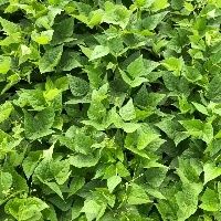 Soja fecha mar�o acima de R$ 101 no Brasil