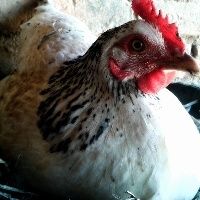 Pandemia estimula consumo de frango no mercado interno e aquece exporta��es