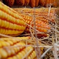 Milho atinge os maiores pre�os nominais no Brasil