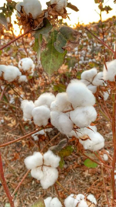 Semeadura de algod�o chega a 81% da �rea total em Mato Grosso