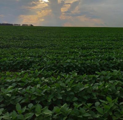 Nero Paganini registra marca de 92,88 sacas de soja por hectare na safra 18/19