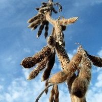 Mato Grosso: Soja fecha semana em R$106/sc