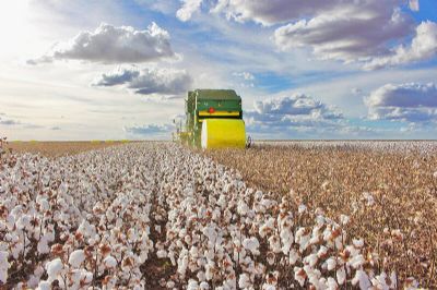 Produtores de algod�o de Mato Grosso est�o preocupados com os pre�os