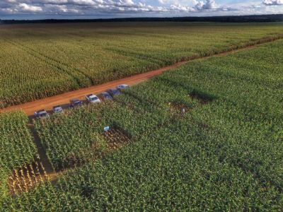 Milho: Agrol�gica realiza em Confresa Dia de Campo Virtual