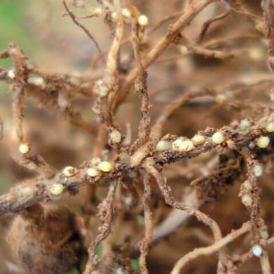 Incid�ncia de nematoides tem causado perdas nas lavouras de soja do oeste baiano