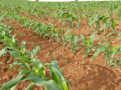 Imea aponta termino do plantio do milho no Mato Grosso