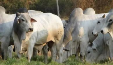 Circuito Nelore de Qualidade ter� 32 etapas, veja o calendario