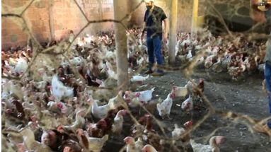 Abatedouro ilegal com 1.200 aves � fechado pela pol�cia de MT