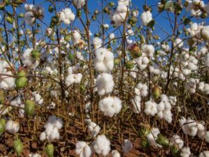 Cotonicultura de MT tem ano hist�rico, aponta IMEA