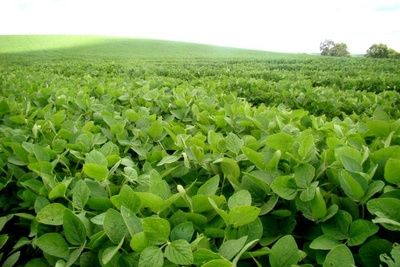 Quer�ncia e Canarana est�o entre os 15 maiores produtores de soja do Brasil