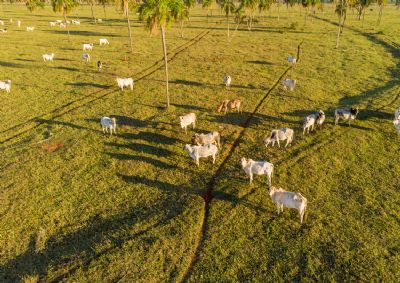 Mapa confirma que caso de Encefalopatia Espongiforme Bovina � at�pico