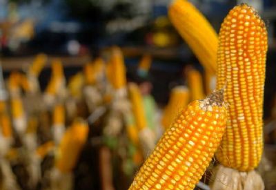 Pre�o da saca de milho supera os R$ 28 em Quer�ncia