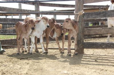 Boi gordo: com pre�o mais alto, aumenta procura por animais de reposi��o