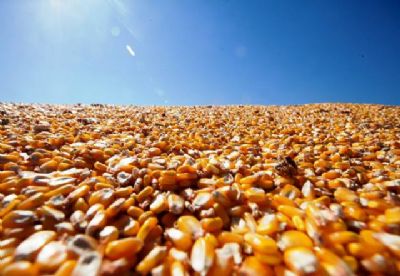 Milho: segunda safra de Mato Grosso deve ser recorde, aponta Imea