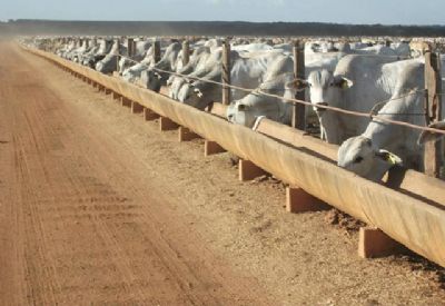 Com disparada no pre�o da arroba, Mato Grosso aumenta o gado confinado