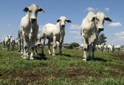 Boa condi��o das pastagens segura pre�os do boi gordo