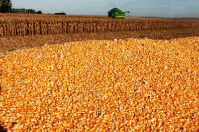 Milho Safrinha, Por que investir?