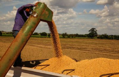 ​Produtividade das lavouras do Norte Araguaia ser� menor nesta safra de soja