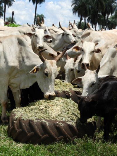 Pecu�ria: Embrapa anuncia pesquisa de cons�rcio sorgo + capim para entressafra