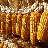 Plantio do milho em MT chega a 9,82% da �rea