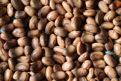 Conab: chuva favorece lavoura de feij�o e milho no Nordeste