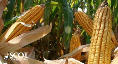 Pre�os do milho retomaram a firmeza no in�cio de 2021