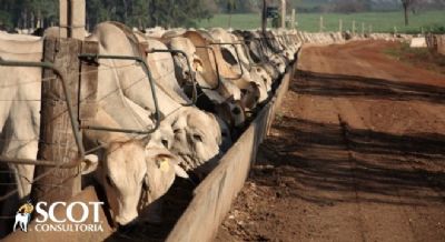 Boi gordo: oferta reduzida de boiadas para abate