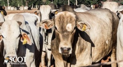 Sobe a cota��o do boi gordo e da novilha gorda em S�o Paulo