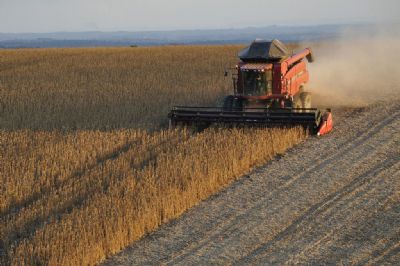 Safra de soja do Brasil deve atingir 123,5 mi t em 2019/20, diz Arc