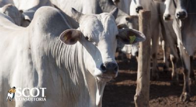 Sobe a cota��o da novilha gorda em S�o Paulo