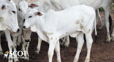 Aumenta a procura por animais de reposi��o