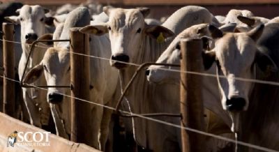 Rela��o de troca entre boi gordo e bezerro de desmama